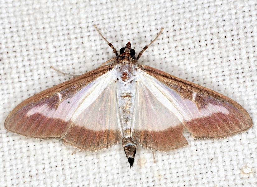 Cydalima perspectalis